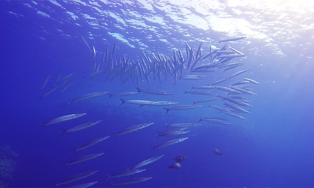 f:id:alterdive:20191028194035j:plain f:id:alterdive:20191028194035j:plain