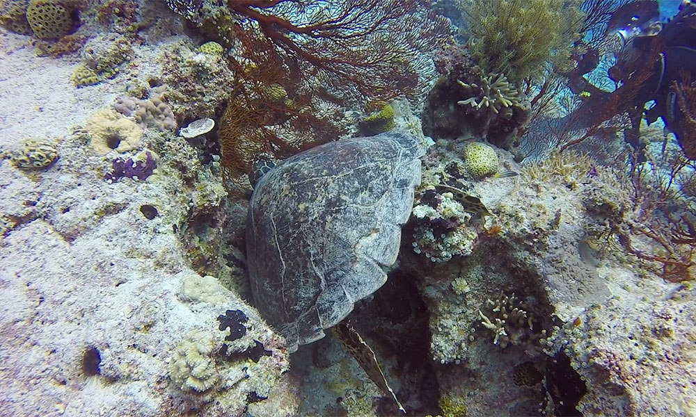f:id:alterdive:20191028194056j:plain f:id:alterdive:20191028194056j:plain
