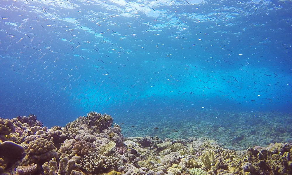 f:id:alterdive:20191028205840j:plain f:id:alterdive:20191028205840j:plain