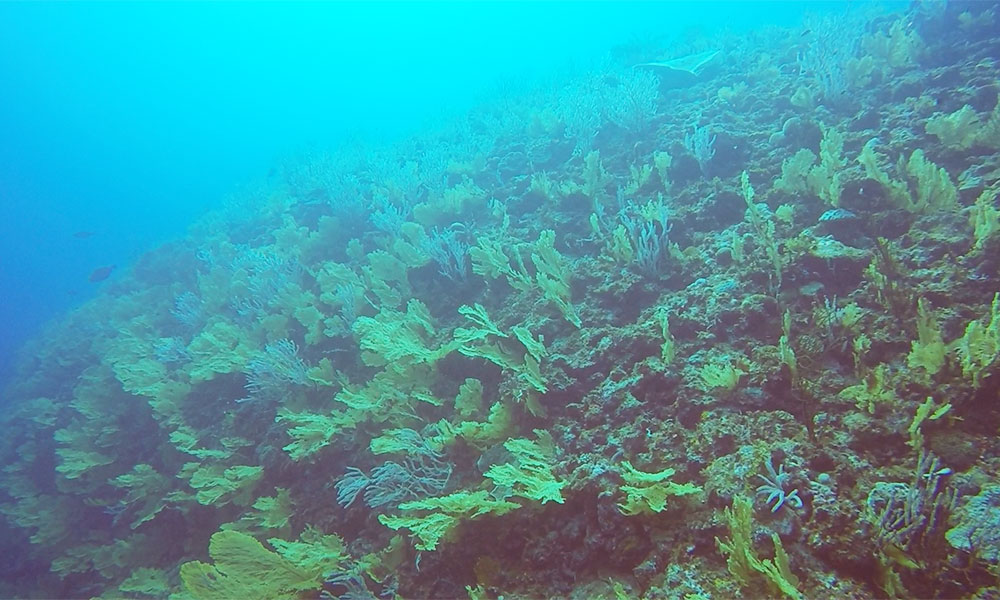 f:id:alterdive:20191028205853j:plain f:id:alterdive:20191028205853j:plain