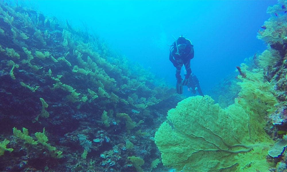 f:id:alterdive:20191028205903j:plain f:id:alterdive:20191028205903j:plain