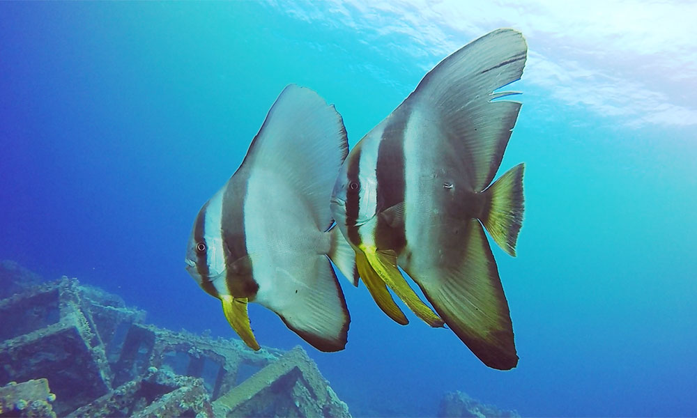 f:id:alterdive:20191101221015j:plain f:id:alterdive:20191101221015j:plain