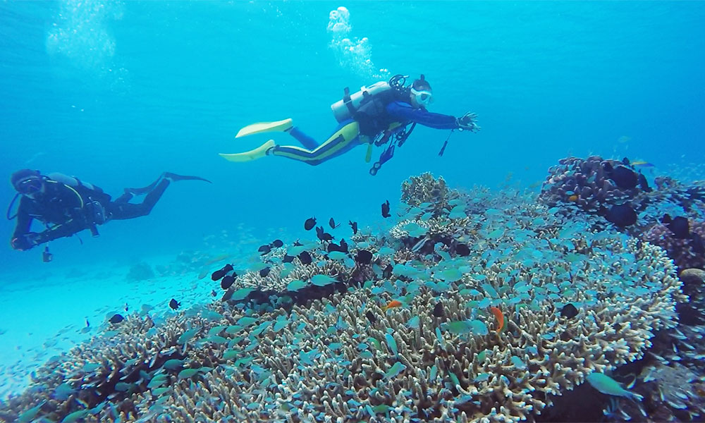 f:id:alterdive:20200101085204j:plain f:id:alterdive:20200101085204j:plain
