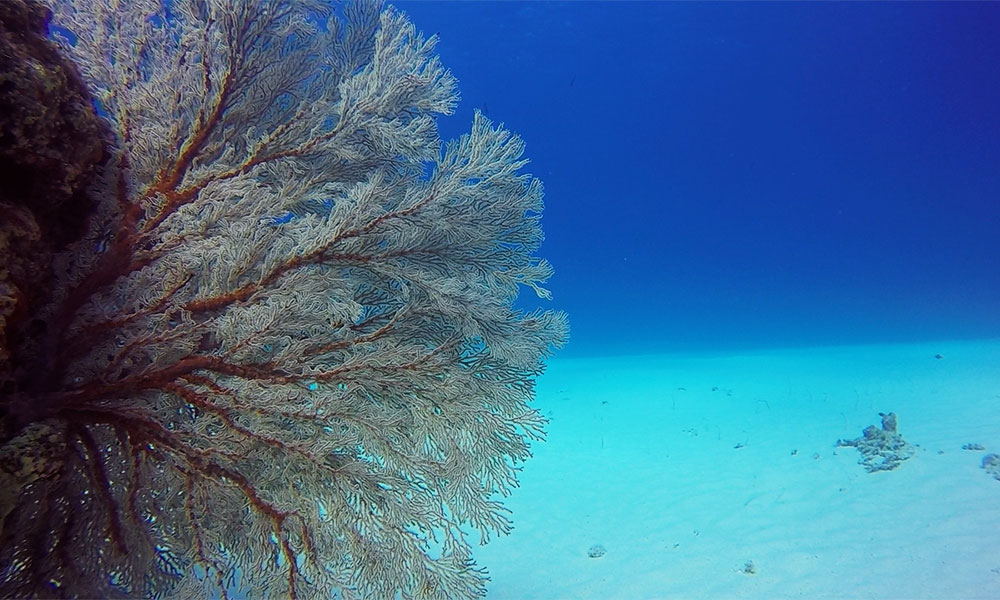 f:id:alterdive:20200106225420j:plain f:id:alterdive:20200106225420j:plain