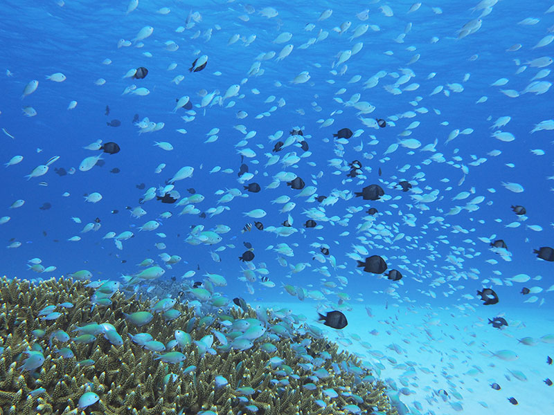 f:id:alterdive:20200111172758j:plain f:id:alterdive:20200111172758j:plain