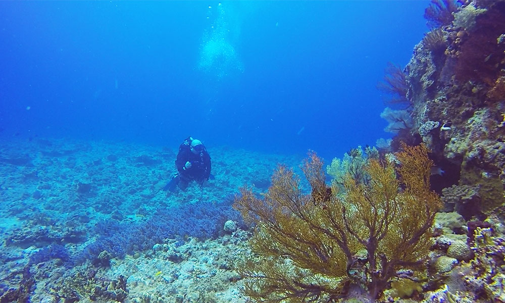f:id:alterdive:20200112164548j:plain f:id:alterdive:20200112164548j:plain