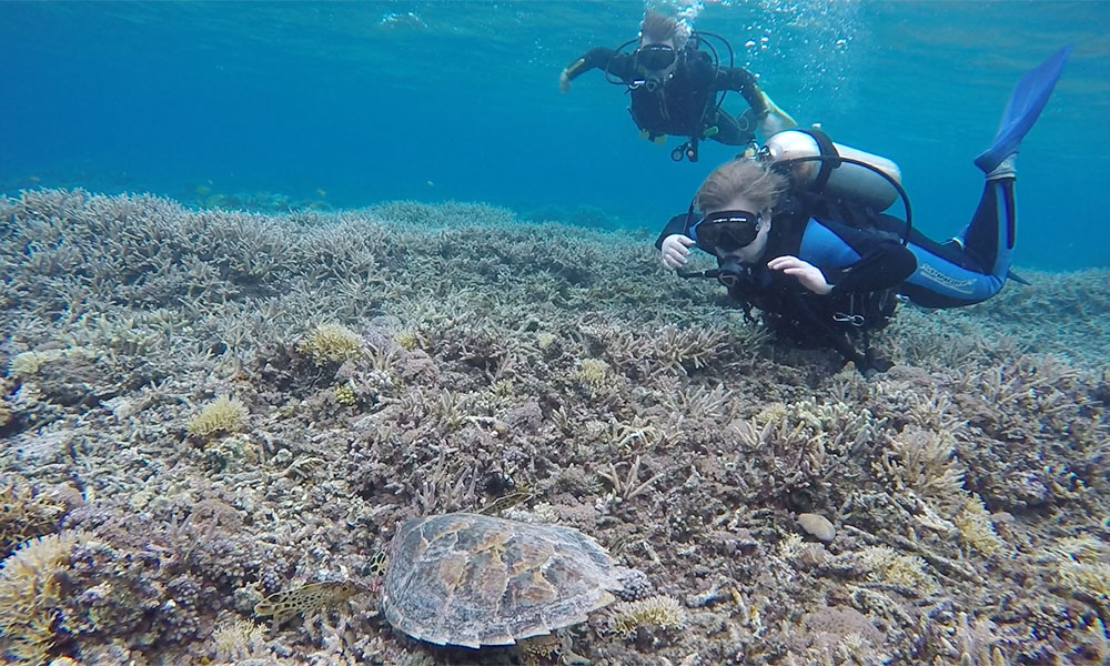 f:id:alterdive:20200130085236j:plain f:id:alterdive:20200130085236j:plain