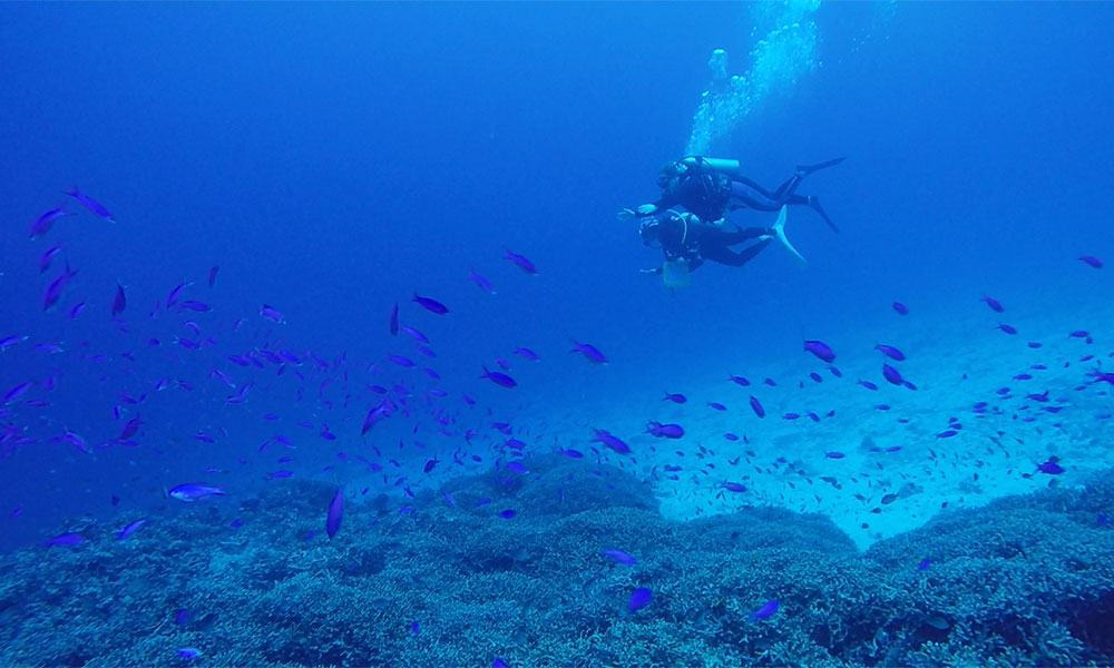 f:id:alterdive:20200130085251j:plain f:id:alterdive:20200130085251j:plain