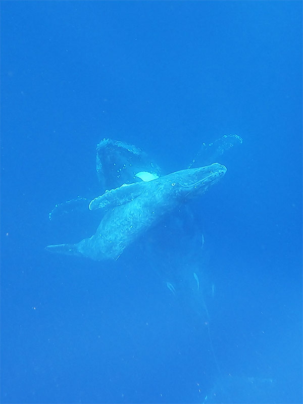 f:id:alterdive:20200212161645j:plain f:id:alterdive:20200212161645j:plain