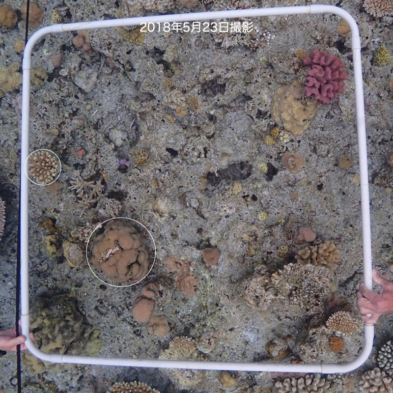 f:id:alterdive:20200214081210j:plain f:id:alterdive:20200214081210j:plain