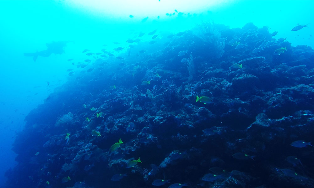 f:id:alterdive:20200224203614j:plain f:id:alterdive:20200224203614j:plain