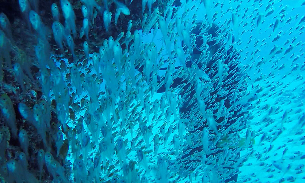 f:id:alterdive:20200316223909j:plain f:id:alterdive:20200316223909j:plain