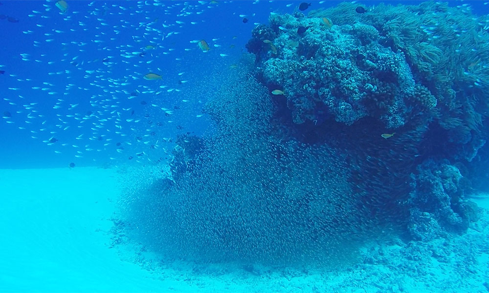 f:id:alterdive:20200316223920j:plain f:id:alterdive:20200316223920j:plain