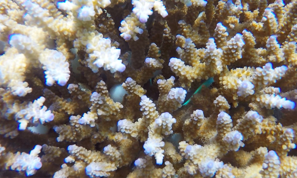 f:id:alterdive:20200316223931j:plain f:id:alterdive:20200316223931j:plain