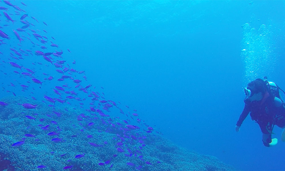 f:id:alterdive:20200316223942j:plain f:id:alterdive:20200316223942j:plain