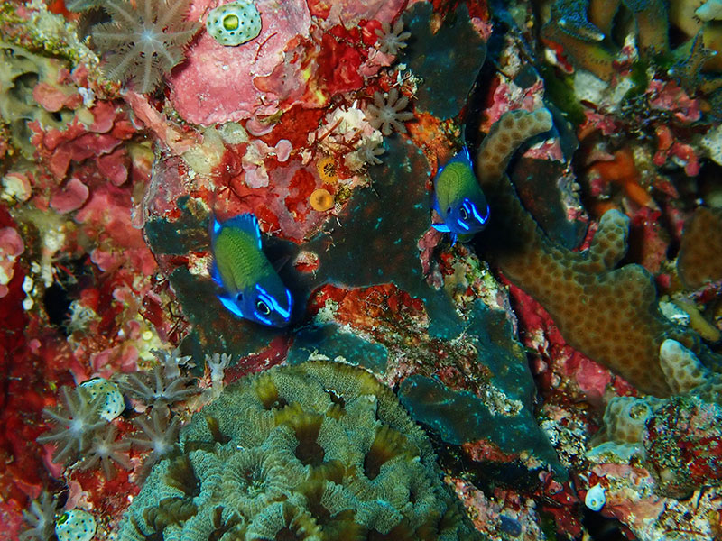 f:id:alterdive:20200318225903j:plain f:id:alterdive:20200318225903j:plain