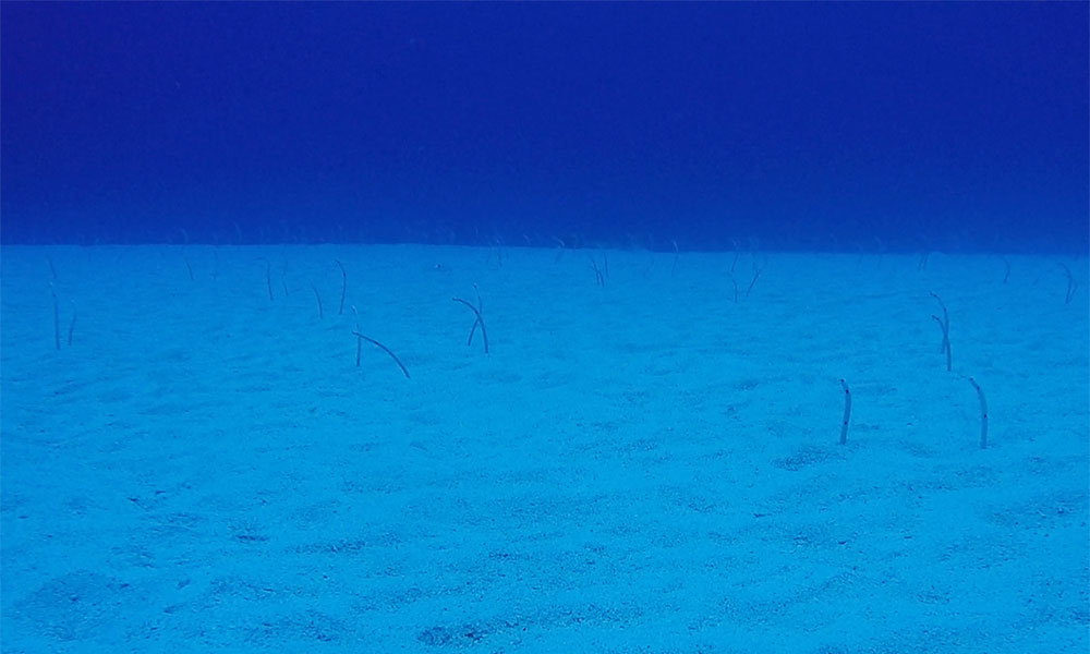 f:id:alterdive:20200319221148j:plain f:id:alterdive:20200319221148j:plain