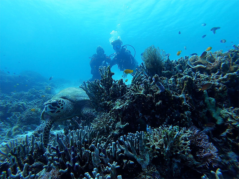f:id:alterdive:20200324233557j:plain f:id:alterdive:20200324233557j:plain