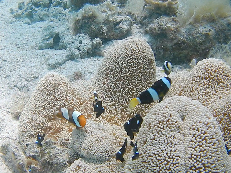 f:id:alterdive:20200409201516j:plain f:id:alterdive:20200409201516j:plain