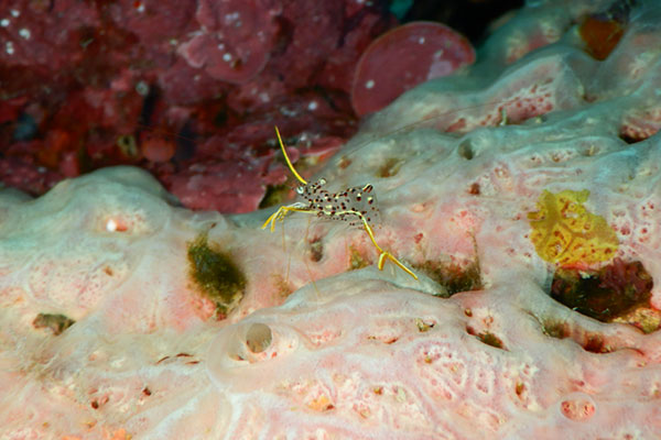 f:id:alterdive:20200505205437j:plain f:id:alterdive:20200505205437j:plain