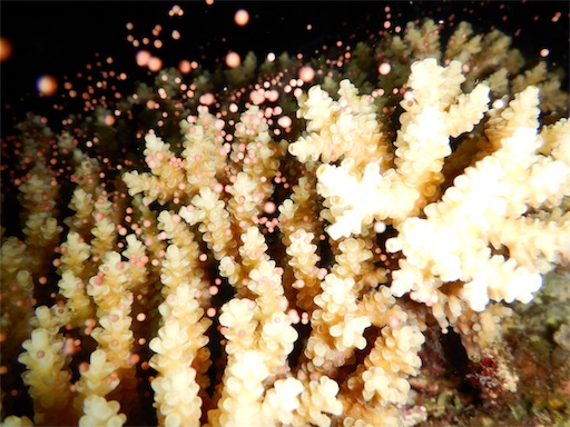 f:id:alterdive:20200507200820j:plain f:id:alterdive:20200507200820j:plain