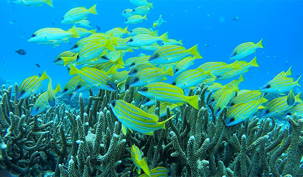 f:id:alterdive:20200623233204j:plain f:id:alterdive:20200623233204j:plain