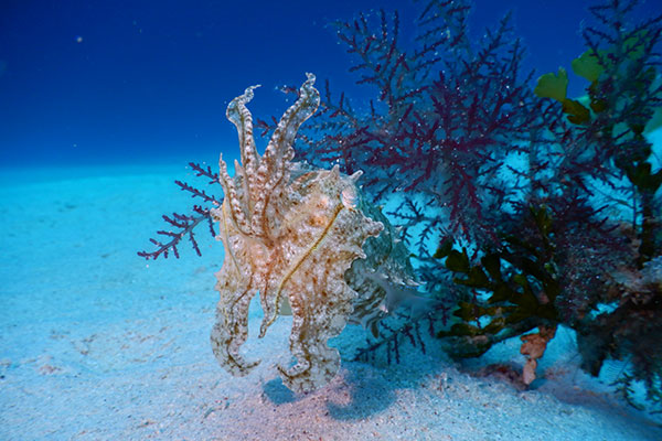 f:id:alterdive:20200704134415j:plain f:id:alterdive:20200704134415j:plain