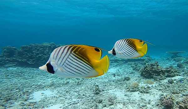 f:id:alterdive:20200704134423j:plain f:id:alterdive:20200704134423j:plain
