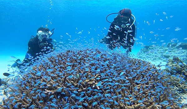 f:id:alterdive:20200719080056j:plain f:id:alterdive:20200719080056j:plain