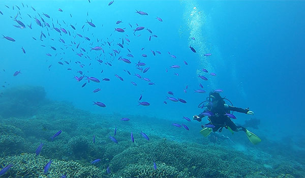 f:id:alterdive:20200719080105j:plain f:id:alterdive:20200719080105j:plain