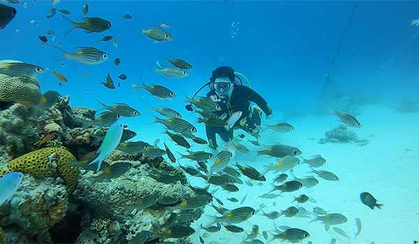 f:id:alterdive:20200807140123j:plain f:id:alterdive:20200807140123j:plain