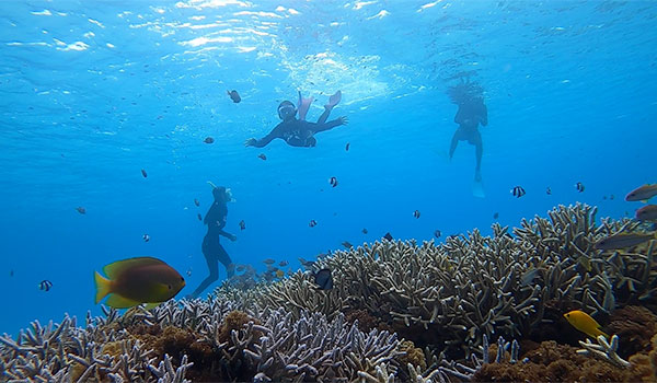 f:id:alterdive:20200831000732j:plain f:id:alterdive:20200831000732j:plain