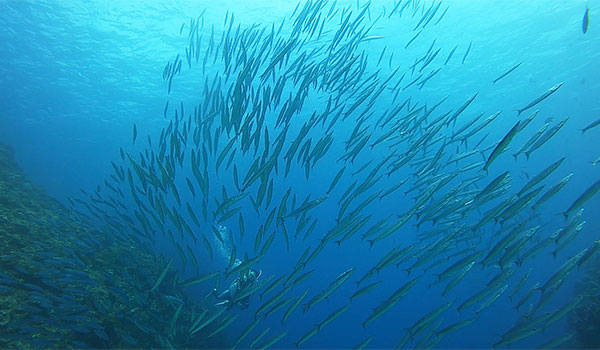 f:id:alterdive:20200913123911j:plain f:id:alterdive:20200913123911j:plain