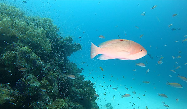 f:id:alterdive:20200913123934j:plain f:id:alterdive:20200913123934j:plain