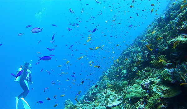 f:id:alterdive:20200913123943j:plain f:id:alterdive:20200913123943j:plain