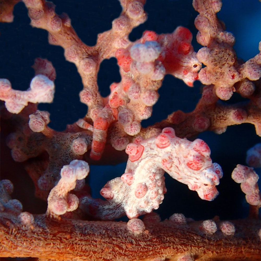 f:id:alterdive:20201003131049j:plain f:id:alterdive:20201003131049j:plain