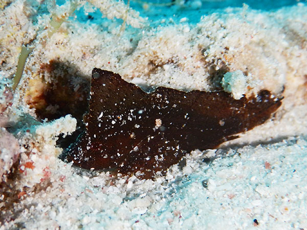 f:id:alterdive:20201003131102j:plain f:id:alterdive:20201003131102j:plain