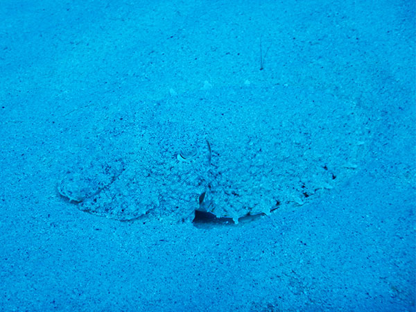 f:id:alterdive:20201003131113j:plain f:id:alterdive:20201003131113j:plain