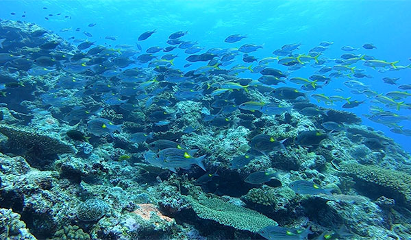f:id:alterdive:20201005153608j:plain f:id:alterdive:20201005153608j:plain