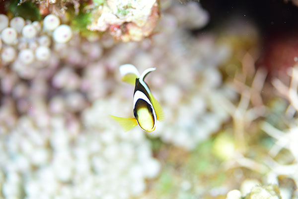 f:id:alterdive:20201022200957j:plain f:id:alterdive:20201022200957j:plain