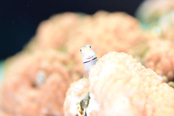 f:id:alterdive:20201022201015j:plain f:id:alterdive:20201022201015j:plain