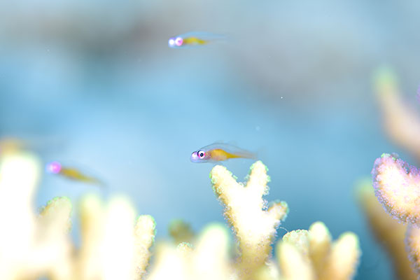 f:id:alterdive:20201022201025j:plain f:id:alterdive:20201022201025j:plain