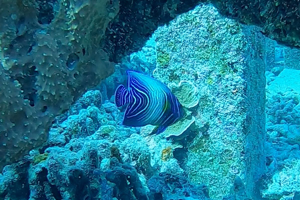 f:id:alterdive:20201025135840j:plain f:id:alterdive:20201025135840j:plain