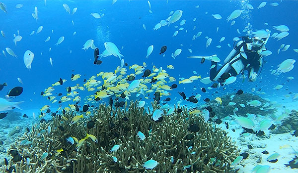 f:id:alterdive:20201114061715j:plain f:id:alterdive:20201114061715j:plain