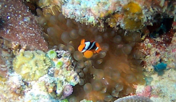f:id:alterdive:20201114061727j:plain f:id:alterdive:20201114061727j:plain