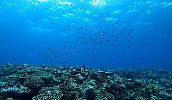 f:id:alterdive:20201114061748j:plain f:id:alterdive:20201114061748j:plain
