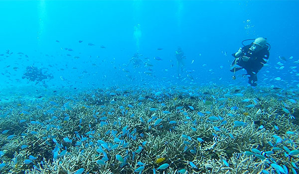 水温が25度を切りました！ - オルターダイブの『千変万化』｜座間味島より
