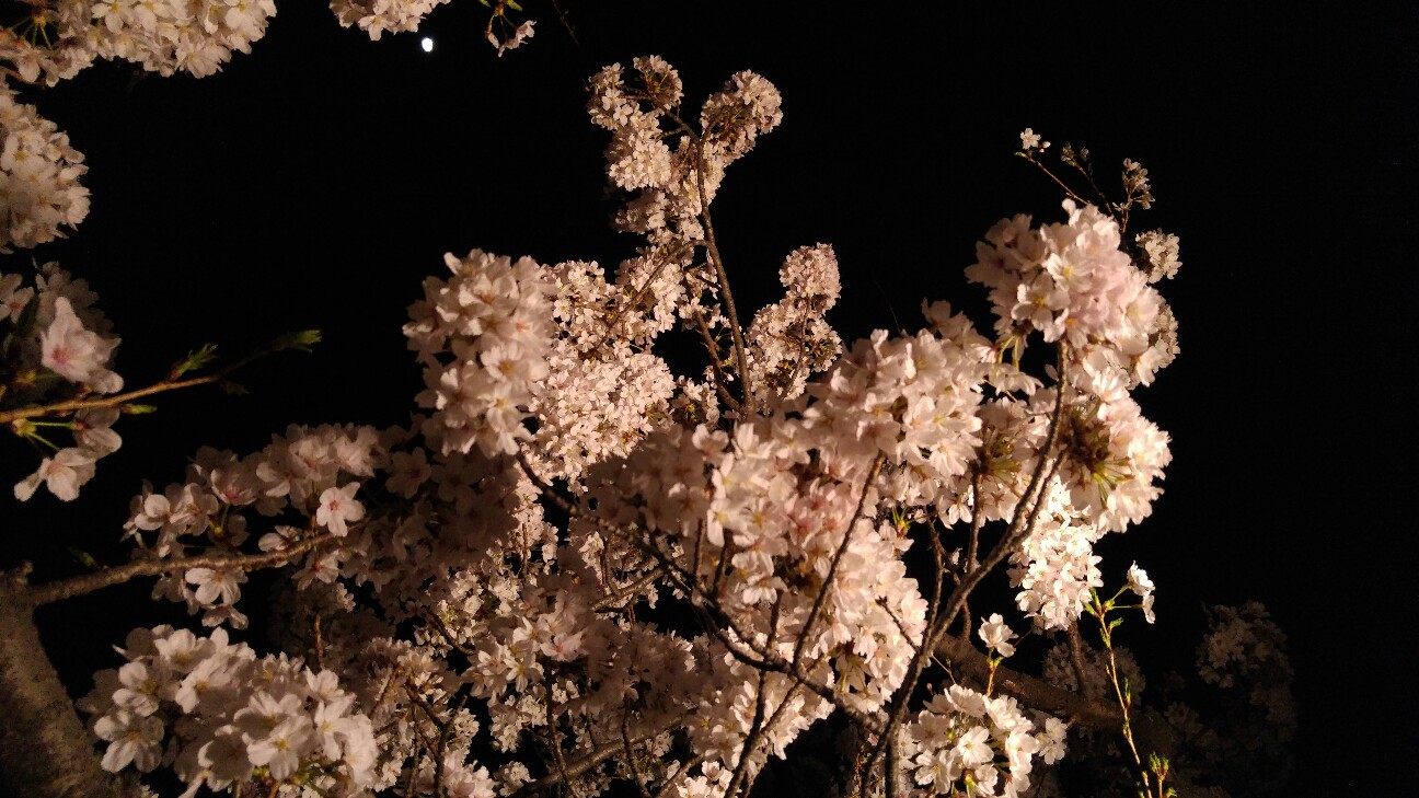 f:id:alternativedestiny:20180327211545j:image f:id:alternativedestiny:20180327211545j:image