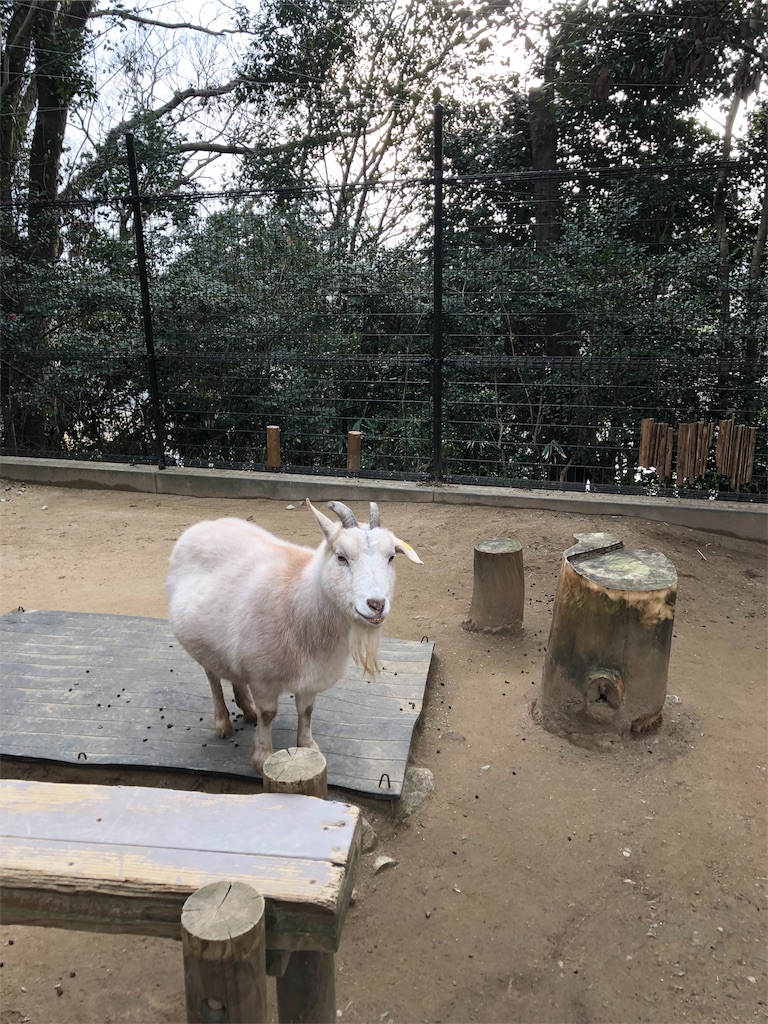 f:id:alternativeschooltomo:20190212193643j:image