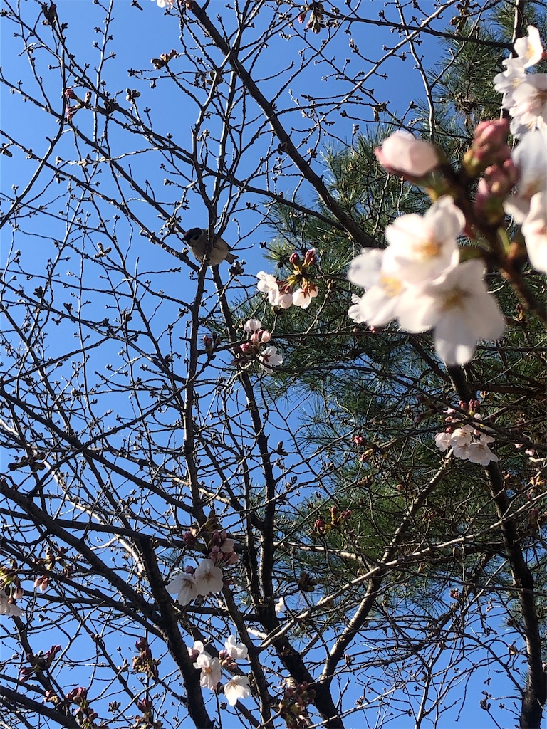 宝塚歌劇場前の花の道でお花見 オルタナティブ スクールとも